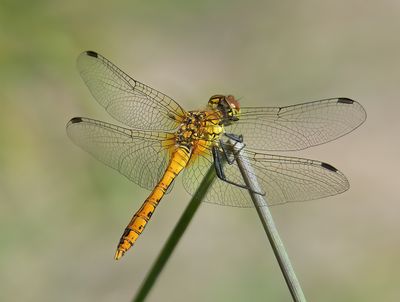 Ruddy Darter