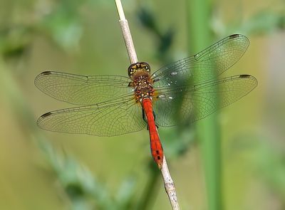 RUDDY DARTER