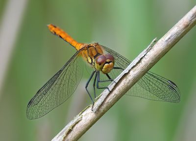 Ruddy Darter