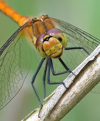 Ruddy Darter