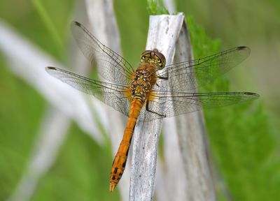 Ruddy Darter