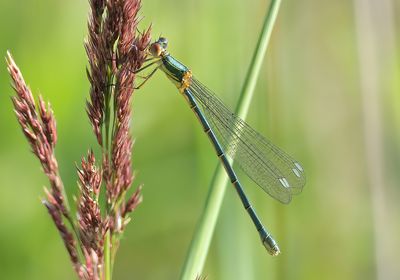 Willow Emerald