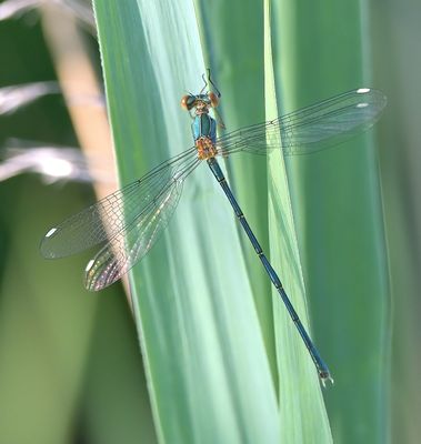 Willow Emerald