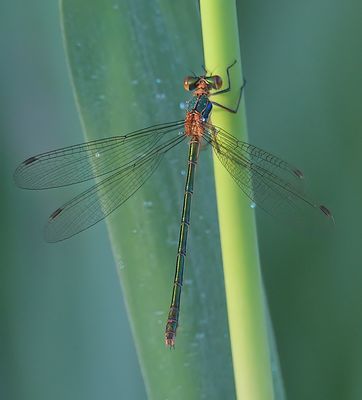 Emerald Damselfly 