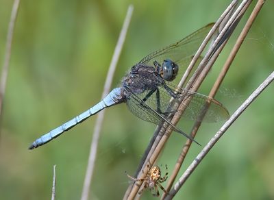 Keeled Skimmer 