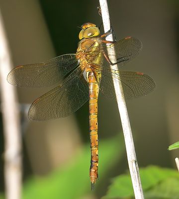 Norfolk Hawker 