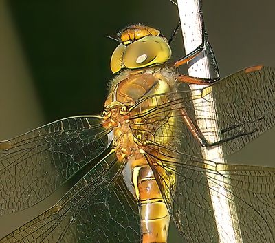 Norfolk Hawker