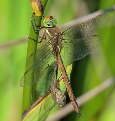 Norfolk Hawker 