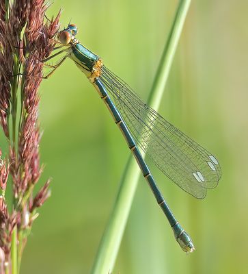 WILLOW EMERALD DAMSELFLY
