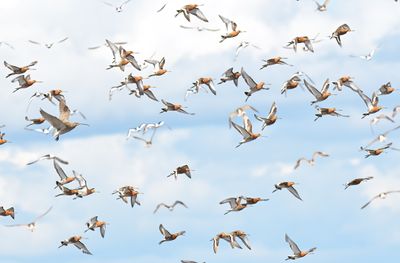 Black-tailed Godwit