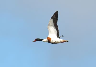 Shelduck