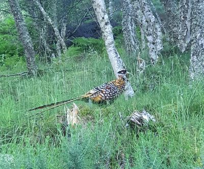 Reeve's Pheasant