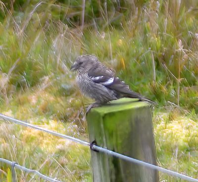 Two-barred Crossbill 