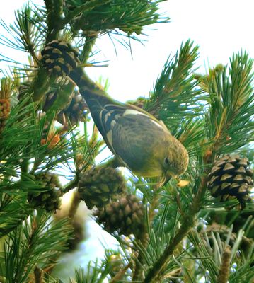 Two-barred Crossbill