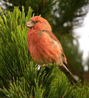 PARROT CROSSBILL