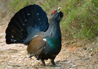Capercaillie 