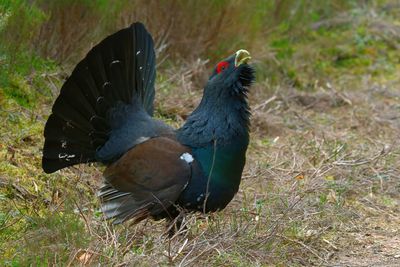 Capercaillie