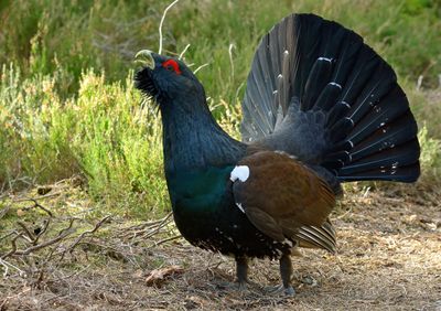 Capercaillie