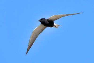 American Black Tern 