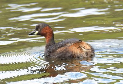 Little Grebe