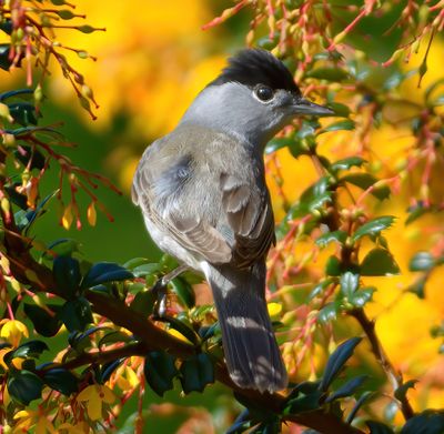 Blackcap