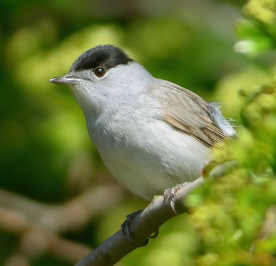 Blackcap 