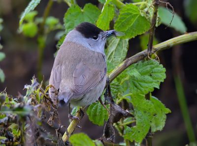 Blackcap