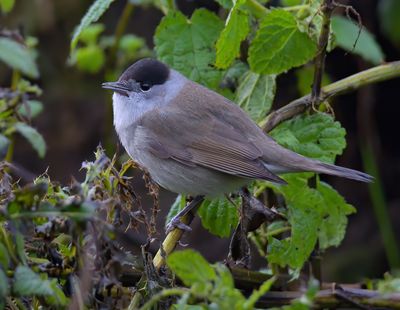 Blackcap