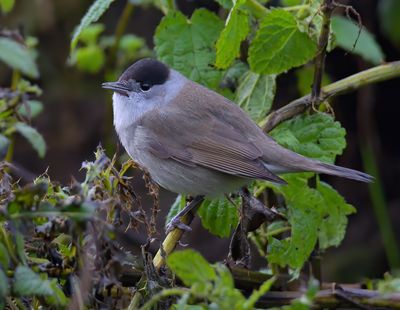 Blackcap 