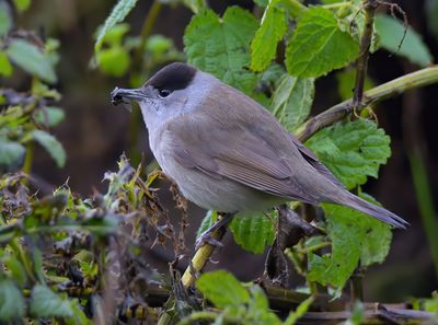 Blackcap