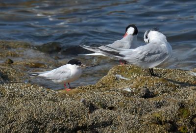 Roseate Tern