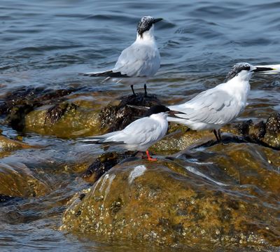 Roseate Tern