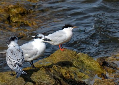 Roseate Tern