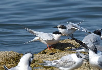 Roseate Tern