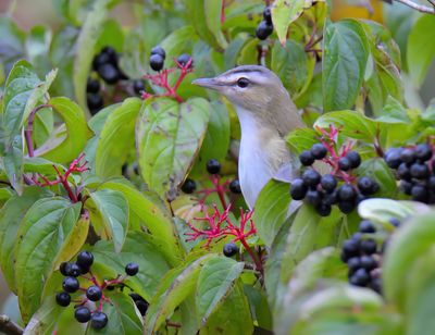 Red-eyed Vireo