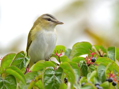 Red-eyed Vireo