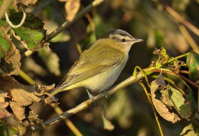 Red-eyed Vireo