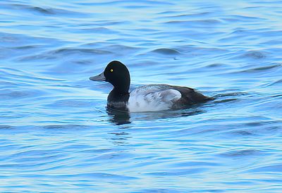 Scaup