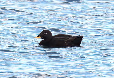 Velvet Scoter