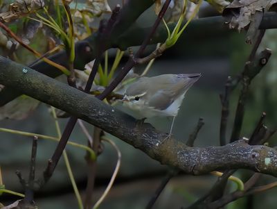 Greenish Warbler