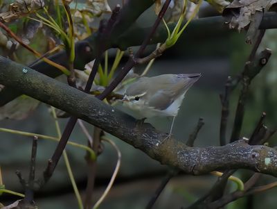 Greenish Warbler 