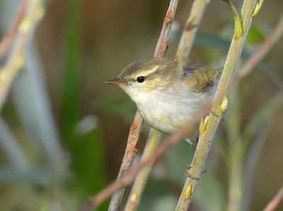 Greenish Warbler