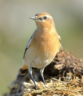 Wheatear