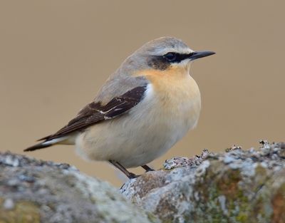 Wheatear