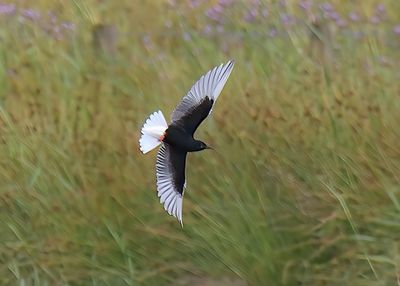 White-winged Black Tern 
