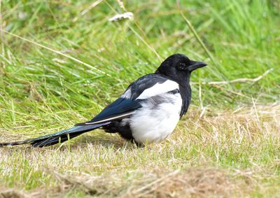 MAGPIE