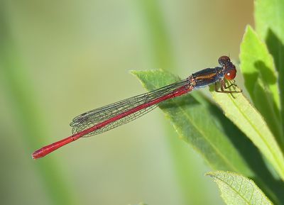 Small Red Damselfly