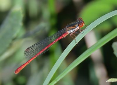 SMALL RED DAMSELFLY