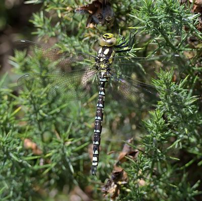 Southern Hawker