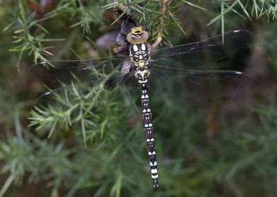 Southern Hawker